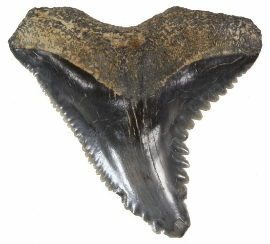 Fossil Hemipristis Shark Tooth - Maryland #42534